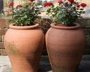 Como Plantar Em Vasos (16)