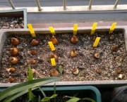 como-plantar-narcisos (8)