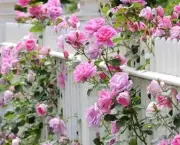 como-plantar-roseiras-rasteiras (2)
