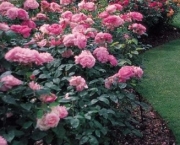 como-plantar-roseiras-rasteiras (3)