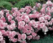 como-plantar-roseiras-rasteiras (4)