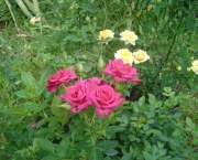 como-plantar-roseiras-rasteiras (5)