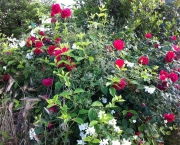como-plantar-roseiras-rasteiras (6)