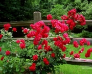 como-plantar-roseiras-rasteiras (8)