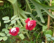 como-plantar-roseiras-rasteiras (10)