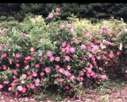 como-plantar-roseiras-rasteiras (11)