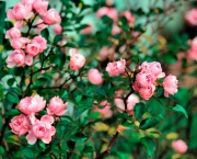 como-plantar-roseiras-rasteiras (12)