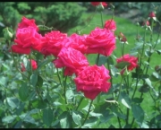 como-plantar-roseiras-rasteiras (15)