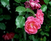 como-plantar-roseiras-rasteiras (16)