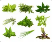 conselhos-para-ter-plantas-aromaticas-em-casa (3)