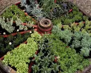 conselhos-para-ter-plantas-aromaticas-em-casa (7)