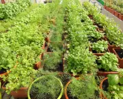 conselhos-para-ter-plantas-aromaticas-em-casa (12)