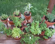 conselhos-para-ter-plantas-aromaticas-em-casa (14)