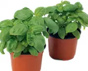 conselhos-para-ter-plantas-aromaticas-em-casa (16)