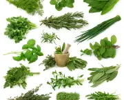 conselhos-para-ter-plantas-aromaticas-em-casa (17)