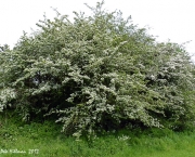 Crataegus Monogyna - Pilreteiro- (1)