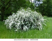 Crataegus Monogyna - Pilreteiro- (2)