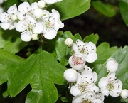 Crataegus Monogyna - Pilreteiro- (4)