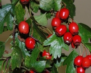 Crataegus Monogyna - Pilreteiro- (6)