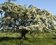 Crataegus Monogyna - Pilreteiro- (8)