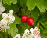 Crataegus Monogyna - Pilreteiro- (10)