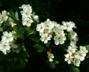 Crataegus Monogyna - Pilreteiro- (12)