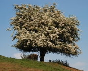 Crataegus Monogyna - Pilreteiro- (13)