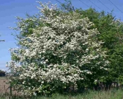 Crataegus Monogyna - Pilreteiro- (14)