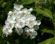 Crataegus Monogyna - Pilreteiro- (15)