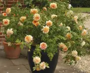 Como Cultivar Rosas Em Vasos (1)