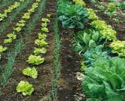 Cultivar Vegetais (10)