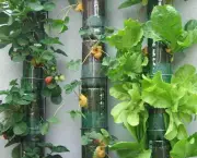 Cultivar Vegetais (11)