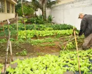 Cultivar Vegetais (13)