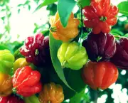 cultivar-vegetais-e-frutas-em-casa (5)