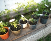 cultivar-vegetais-e-frutas-em-casa (6)