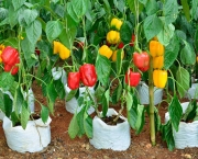 cultivar-vegetais-e-frutas-em-casa (9)