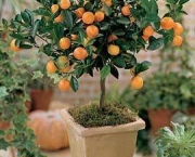 cultivar-vegetais-e-frutas-em-casa (14)