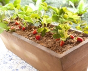 cultivar-vegetais-e-frutas-em-casa (15)