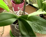Cultivo De Orquídeas Para Iniciantes (1)
