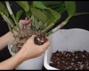 Cultivo De Orquídeas Para Iniciantes (3)