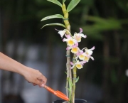 Cultivo De Orquídeas Para Iniciantes (5)