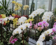 Cultivo De Orquídeas Para Iniciantes (8)