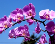 cultivo-de-orquideas (7)