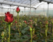 Cultivo-de-rosas-en-el-Maresme_54405692561_53389389549_600_396