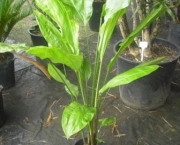 cyclanthus-mapua (10)