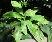 cyclanthus-mapua (15)