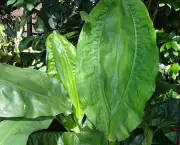 cyclanthus-mapua (16)