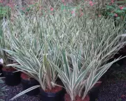 dianela-planta-ornamental (1)