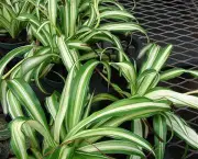 dianela-planta-ornamental (2)