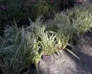 dianela-planta-ornamental (3)
